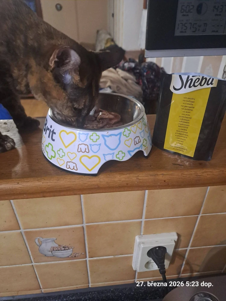 Sheba Delicacy kapsička pro kočky drůbež 85